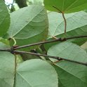 Cercidiphyllum japonicum rameau P2A